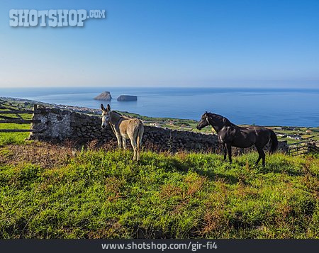 
                Pferd, Esel, Azoren                   