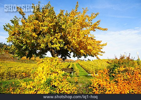 
                Herbst, Weinberg, Weinanbau                   