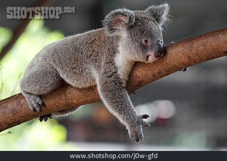
                Australien, Koalabär                   