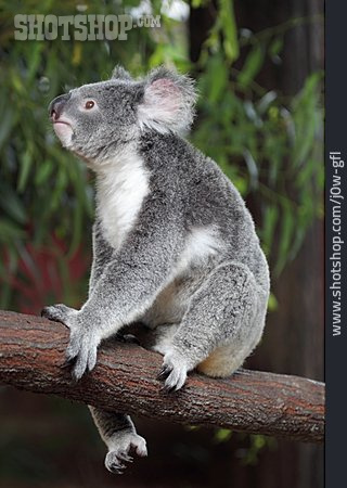 
                Koalabär                   