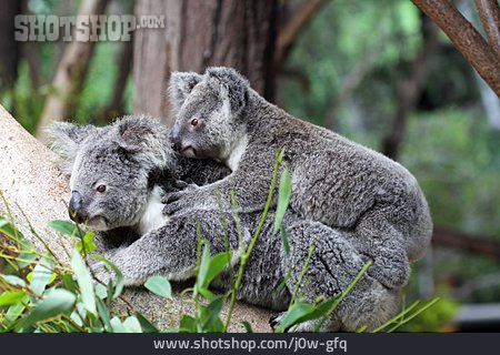 
                Tierfamilie, Koalabär                   