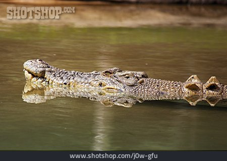 
                Krokodil, Leistenkrokodil                   