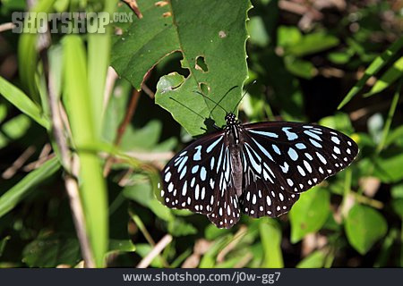 
                Schmetterling, Tirumala Hamata                   