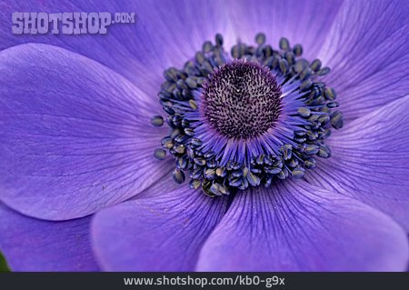 
                Purple, Anemone Flower, Anemone Coronaria                   