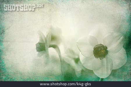 
                Hintergrund, Osterglocken, Floral                   