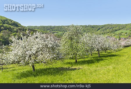 
                Obstbaumblüte, Hohenlohe                   