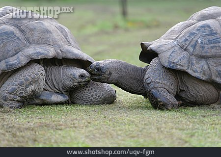 
                Paar, Kuss, Riesenschildkröte                   
