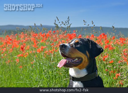 
                Hütehund, Grosser Schweizer Sennenhund                   