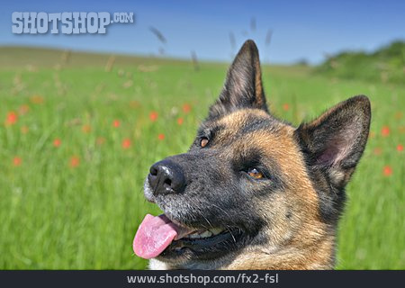 
                Portrait, Schäferhund                   