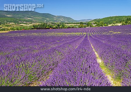 
                Südfrankreich, Lavendelfeld                   