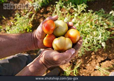 
                Tomate, Ernte, Gemüseanbau                   