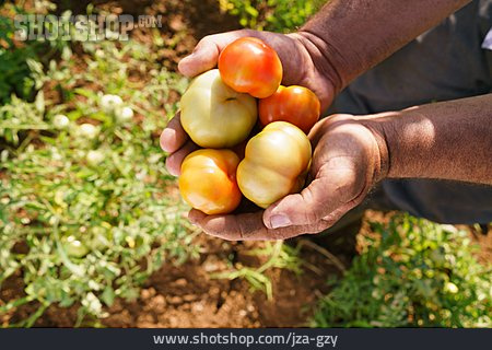 
                Landwirtschaft, Tomate, Gemüseanbau                   