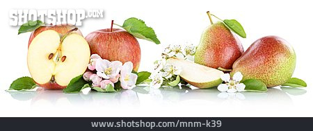 
                Apfel, Birne, Obstblüte                   