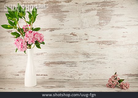 
                Blume, Rhododendron, Stillleben                   