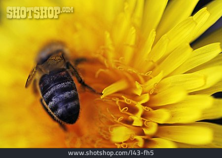 
                Honigbiene                   