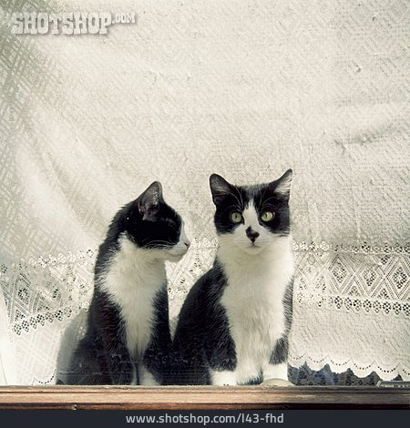 
                Fensterbrett, Geschwister, Katzen                   