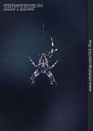 
                Spinnennetz, Kreuzspinne                   