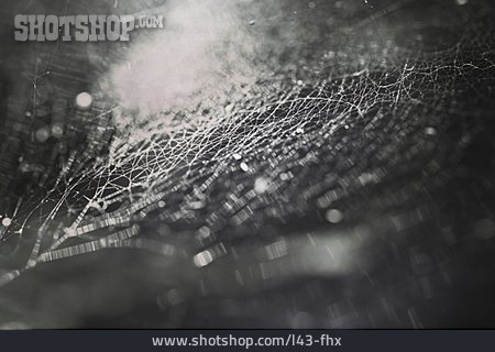 
                Spinnennetz, Filigran, Schwarz-weiß                   