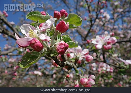
                Apfelblüte                   