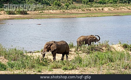 
                Elefant, Krüger Nationalpark                   