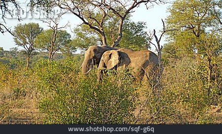 
                Elefant, Krüger Nationalpark                   
