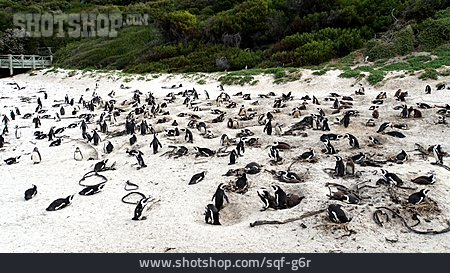 
                Pinguin, Südafrika, Kolonie                   