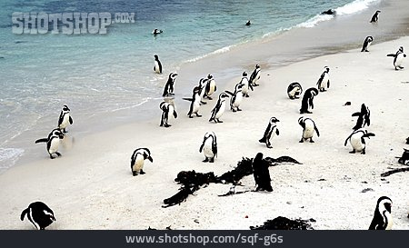 
                Pinguin, Kolonie, False Bay                   