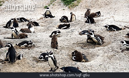 
                Pinguin, Kolonie, Brillenpinguin                   