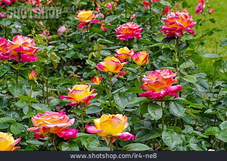 
                Rosenblüte, Rosenbusch                   