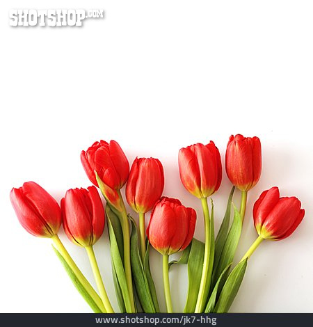 
                Tulpen                   