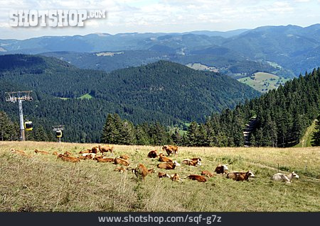 
                Schwarzwald, Kühe, Kuhweide, Belchen                   