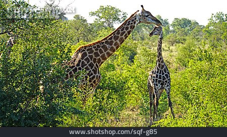 
                Giraffe, Krüger Nationalpark                   