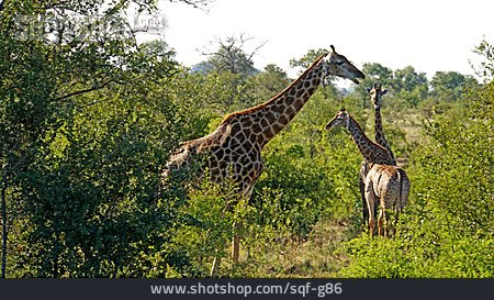 
                Tierfamilie, Giraffe                   