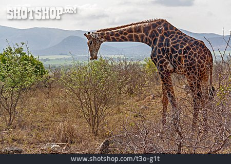 
                Giraffe, Kruger-nationalpark                   