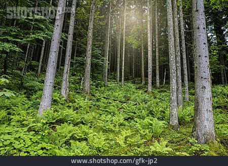 
                Natur, Wald                   