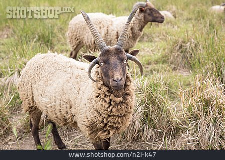 
                Viehzucht, Schaf                   