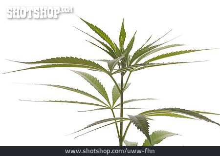 
                Pflanze, Cannabis                   