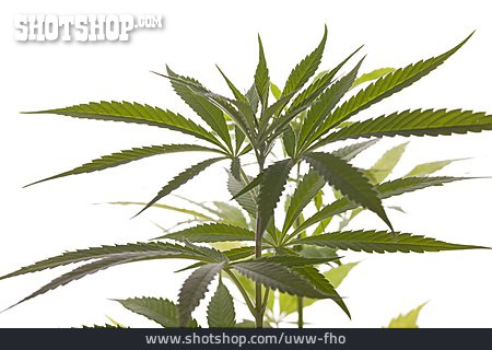 
                Heilpflanze, Cannabis                   