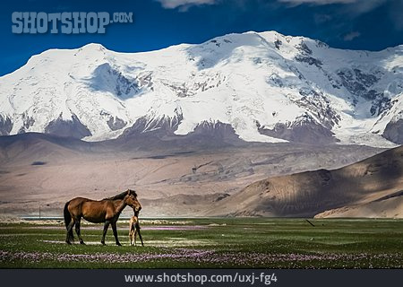 
                Pferd, China, Karakorum                   