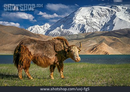 
                Rind, China, Karakorum                   