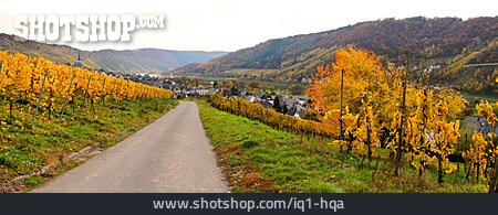 
                Weinberge, Moseltal, Weinbaugebiet, Enkirch                   