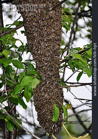 
                Bienenvolk, Bienenschwarm, Honigbienen                   