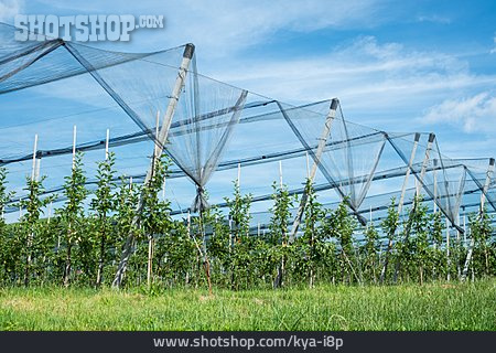 
                Netz, Vogelschutz, Obstplantage, Hagelschutz                   