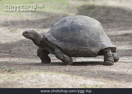 
                Riesenschildkröte                   
