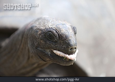 
                Zunge, Landschildkröte                   