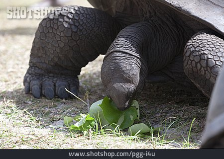 
                Nahrung & Nahrungsaufnahme, Riesenschildkröte                   