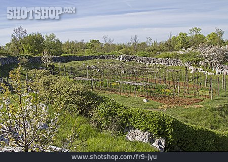
                Landwirtschaft, Istrien                   