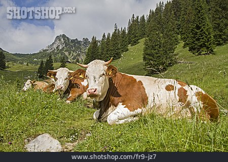 
                Kühe, Almwirtschaft                   