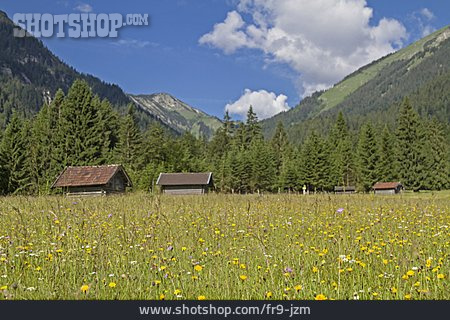 
                Blumenwiese, Ammergauer Alpen                   
