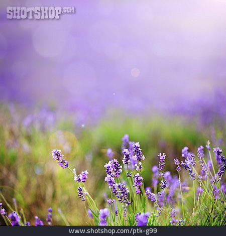
                Lavendel, Bokeh                   